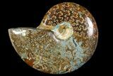 Polished, Agatized Ammonite (Cleoniceras) - Madagascar #119001-1